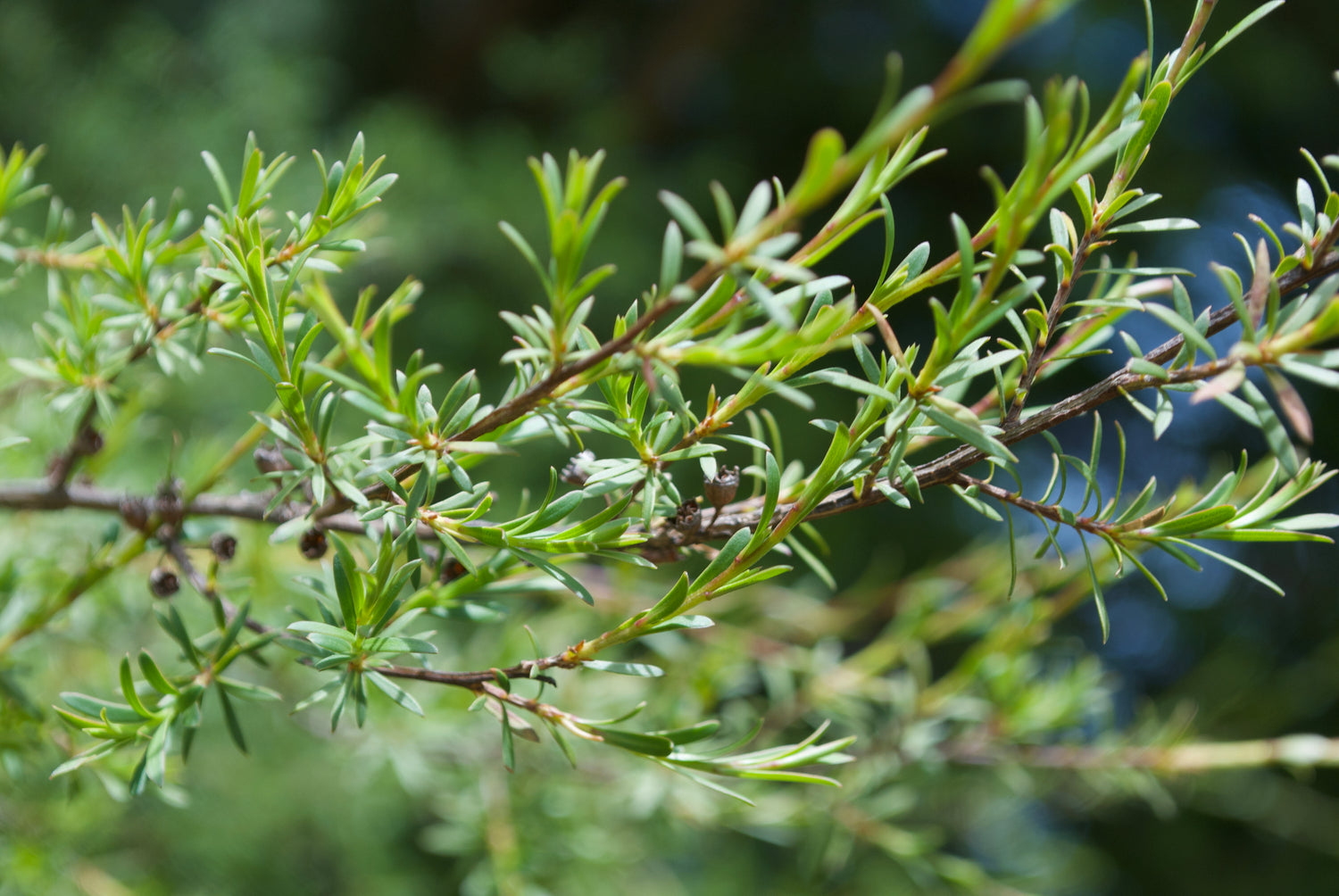 Image of a Manuka plant. Manuka Oil is the key ingredient of FunghiClear and perfect in fighting against toenail fungus
